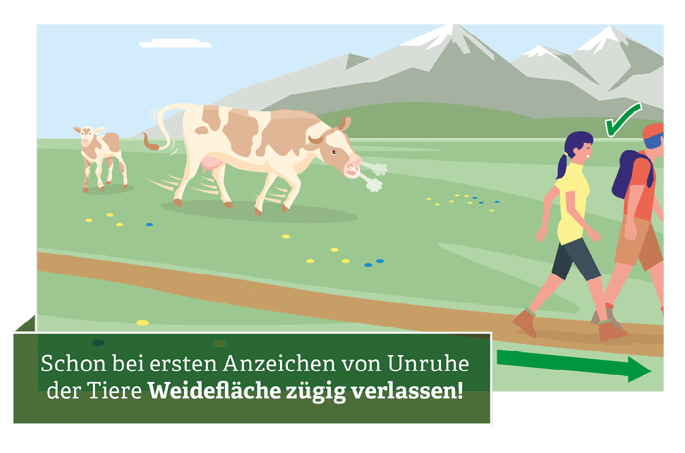 Verhaltensregeln für den Umgang mit Weidevieh © Illustration: Andreas Rampitsch