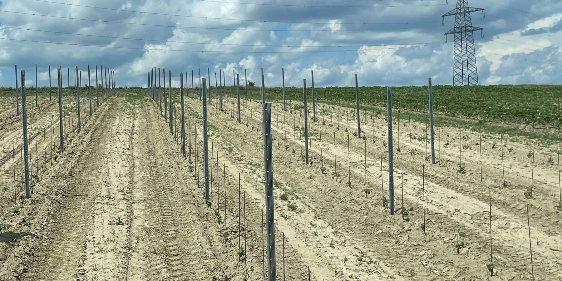 Reben pflanzen.jpg © Christina Spangl/LK Niederösterreich