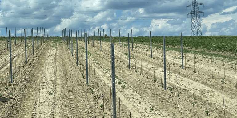 Reben pflanzen.jpg © Christina Spangl/LK Niederösterreich