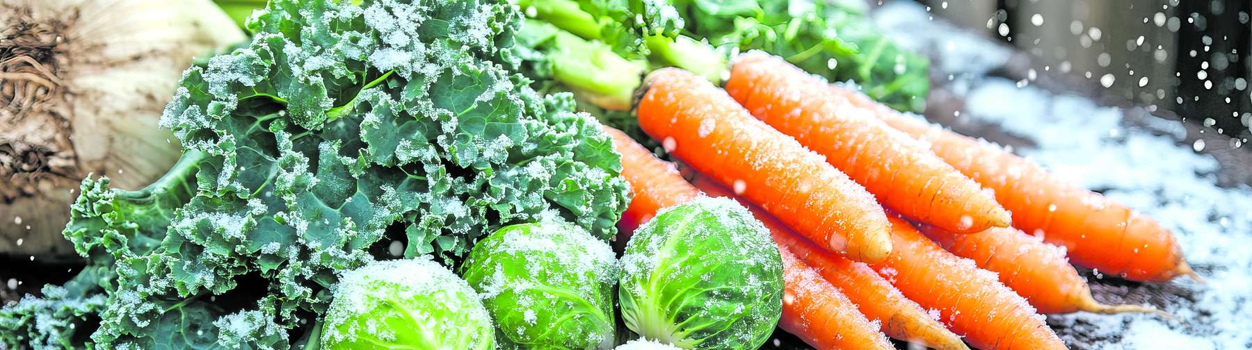 Wintergemüse gemischt .jpg © AdobeStock_957965916 Sahir Stock