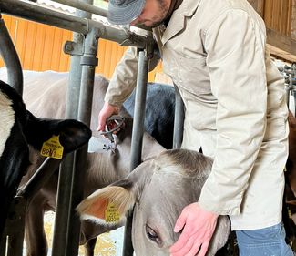 BTV-Impfung © Thorben Liening-Ewert