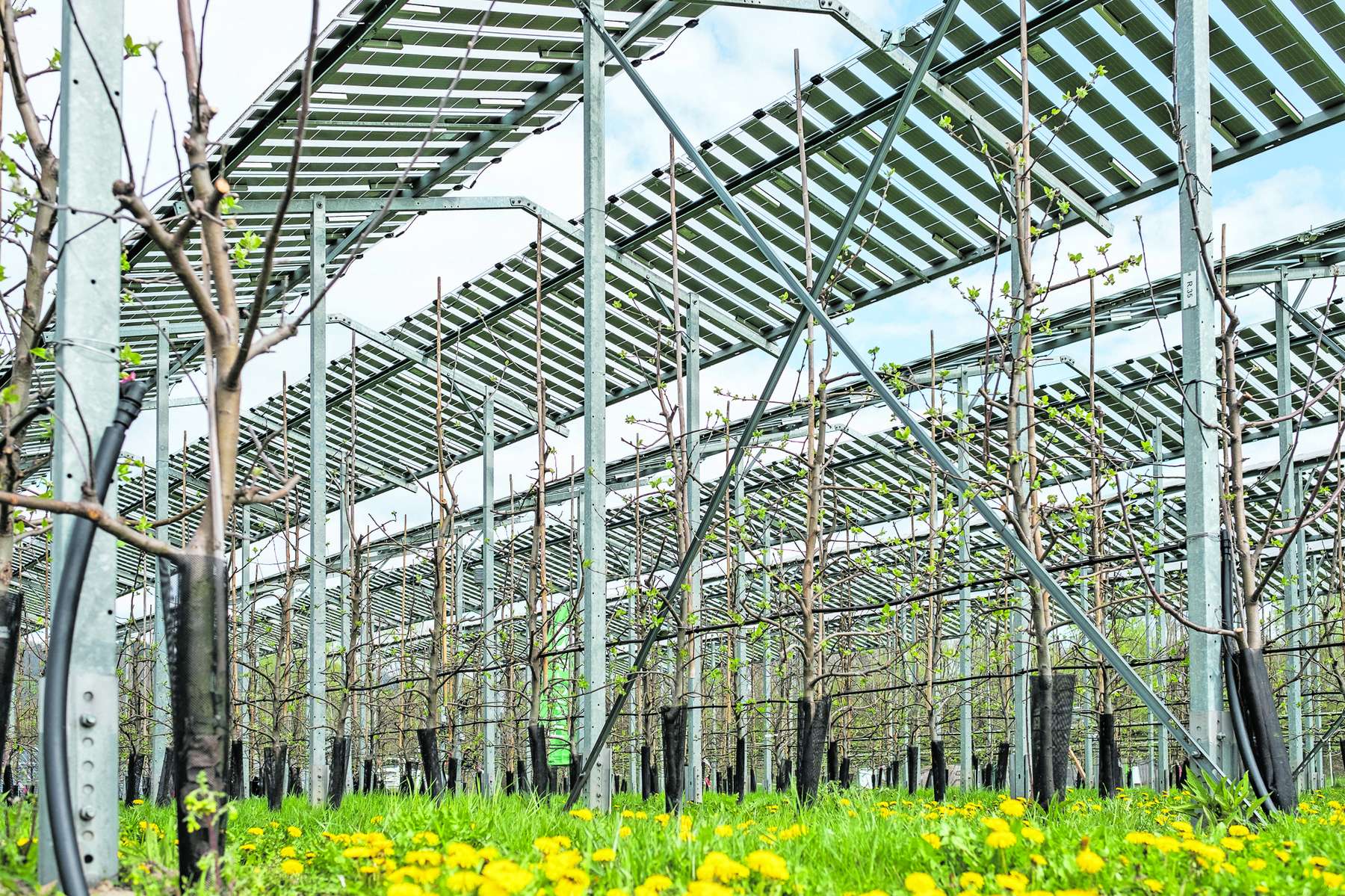 AGRI-PV 2.jpg © Pfabigan/LKÖ