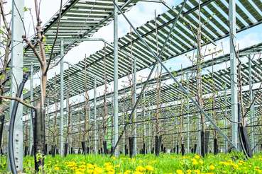 AGRI-PV 2.jpg © Pfabigan/LKÖ