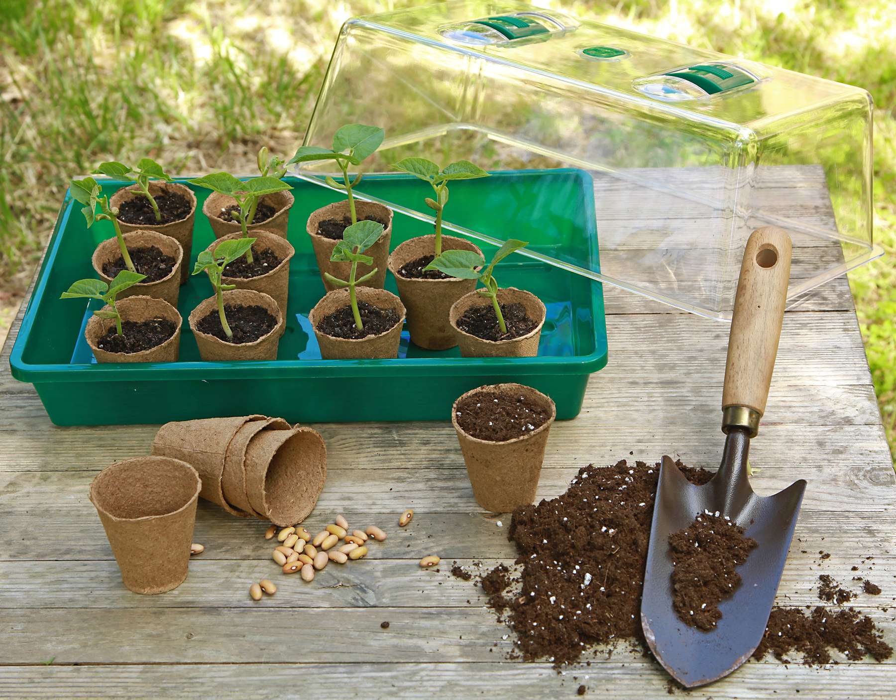 Foto Aussaat.jpg © Adobe Stock/hcast