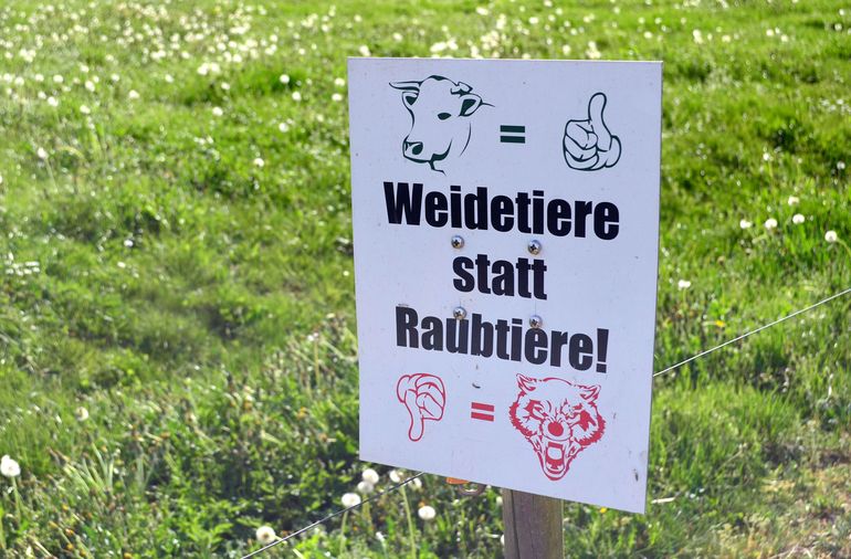 Wolf.jpg © AdobeStock