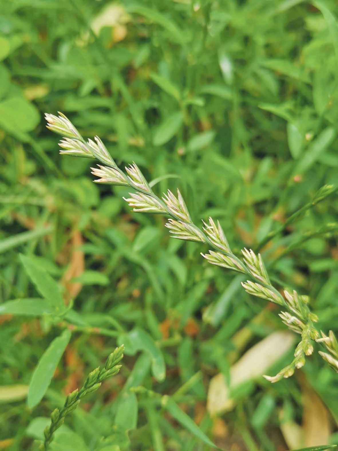 Italienisches Raygras.jpg © Archiv