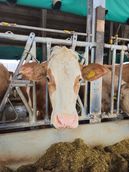 Betrieb (1).jpg © BBK Melk Betrieb (1).jpg © BBK Melk