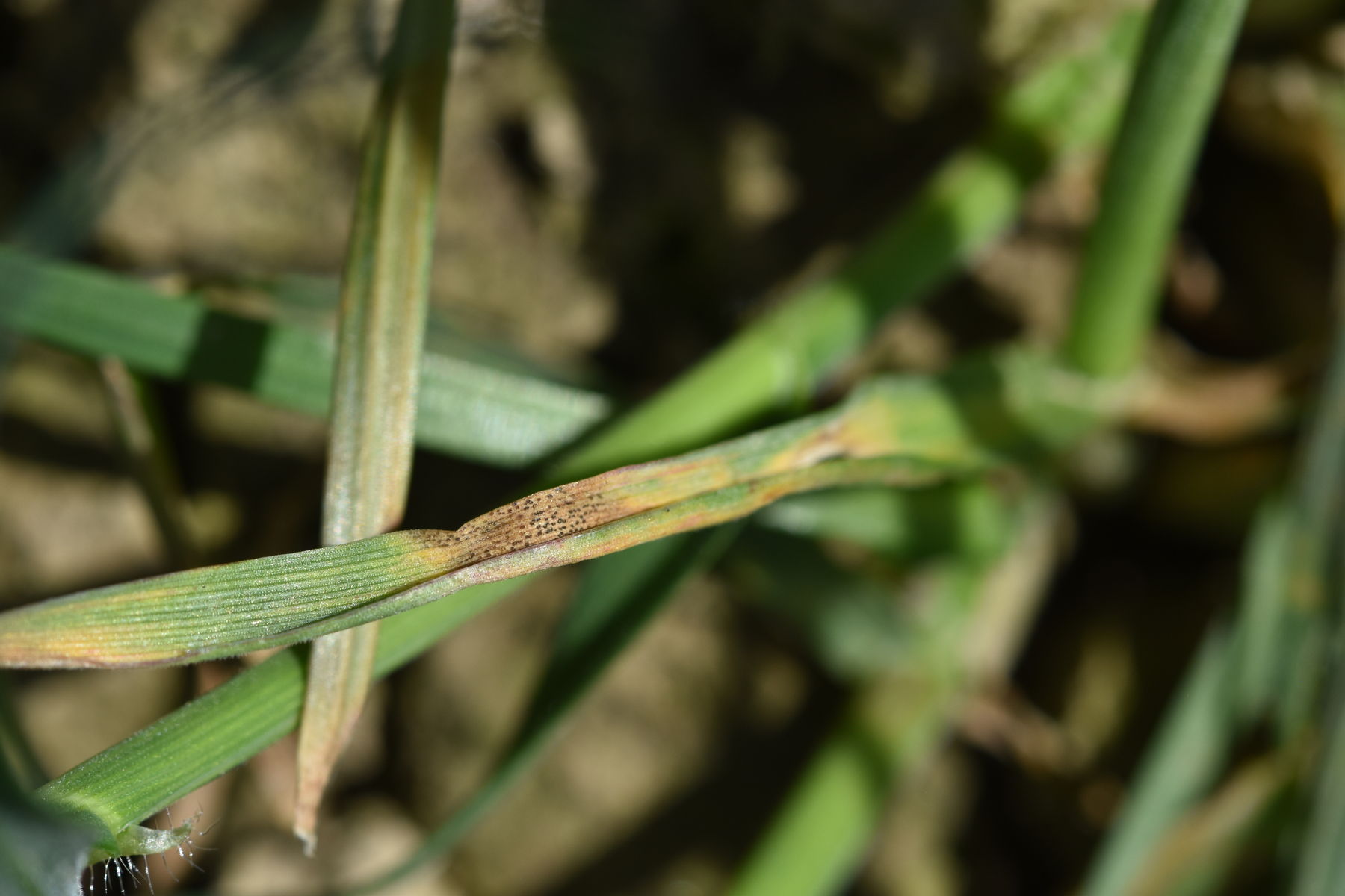 S.tritici nach Winter.jpg © LK OÖ/Köppl
