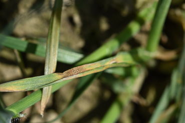 S.tritici nach Winter.jpg © LK OÖ/Köppl