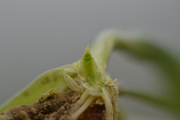 ES 29-30.jpg © LK OÖ/Köppl