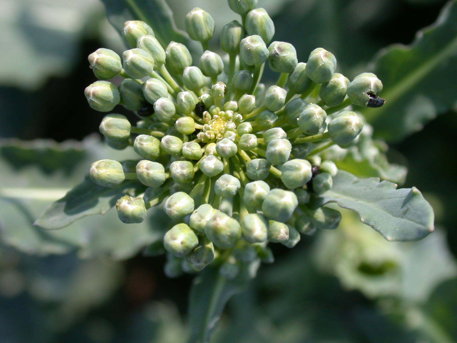 Rapsglanzkäfer.jpg © LK OÖ/Köppl