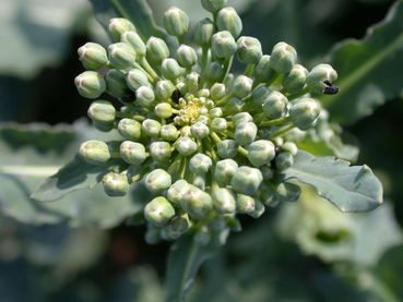 Rapsglanzkäfer.jpg © LK OÖ/Köppl