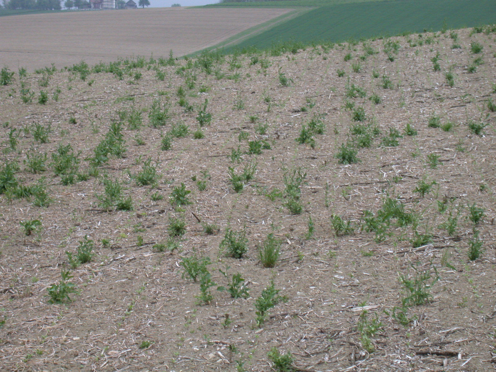 Zwischenfruchtreste.jpg © LK OÖ/Köppl