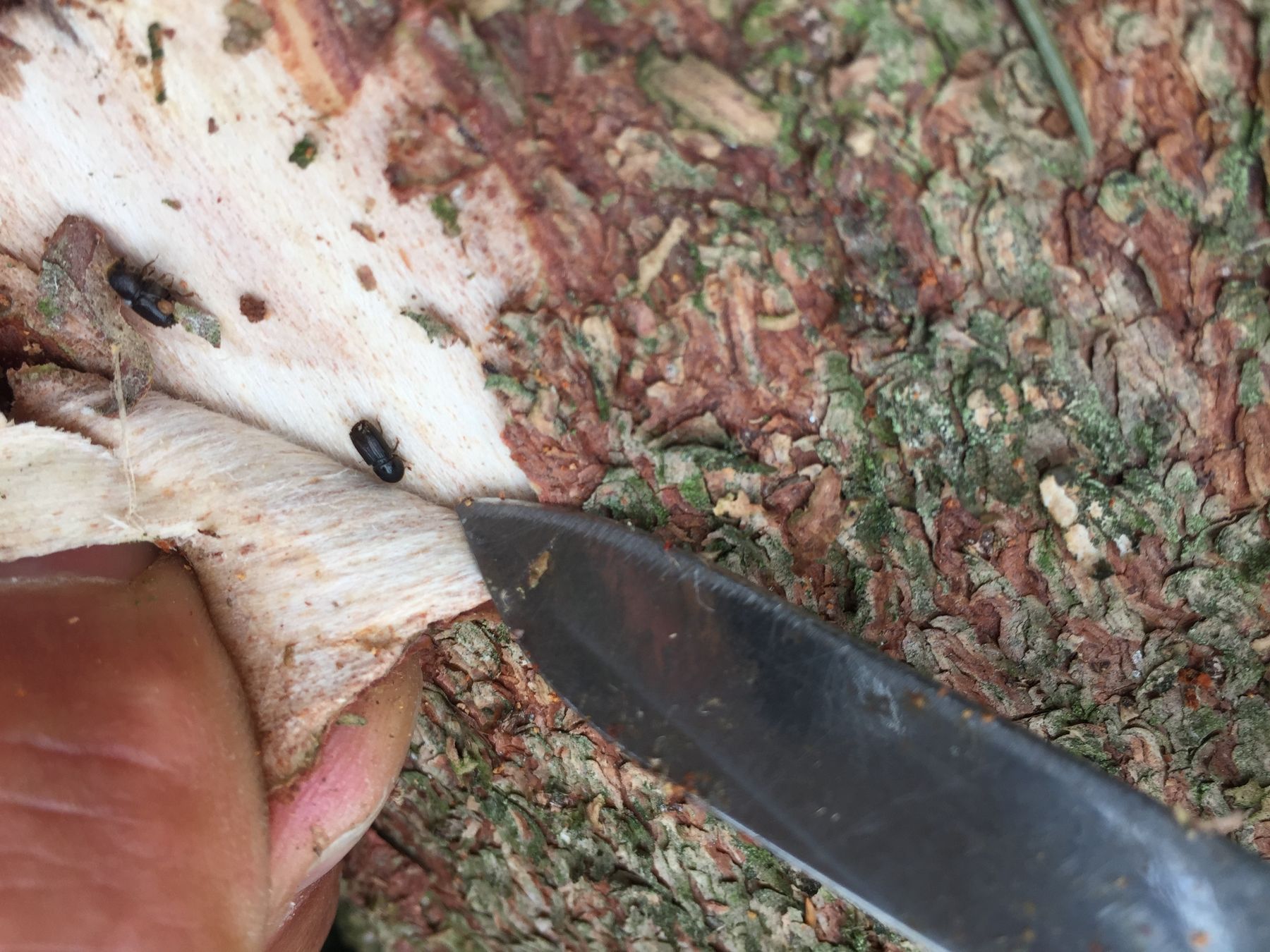 © Landesforstdienst