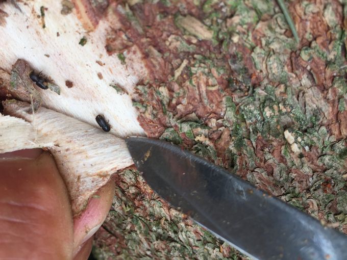 © Landesforstdienst