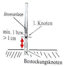 Entwicklungsstadium 31.jpg © LK NÖ