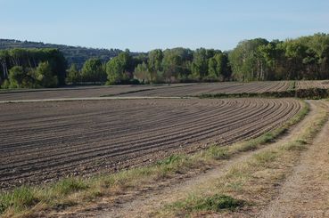 Düngung zum Maisanbau.jpg © LK NÖ