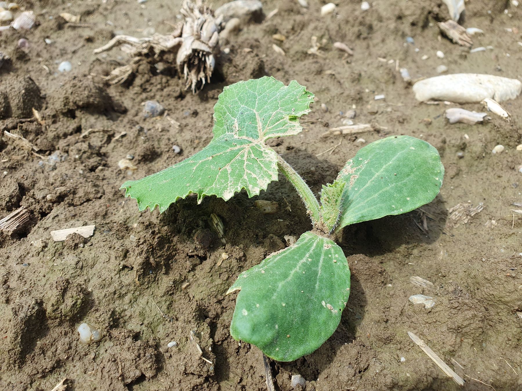 Ölkurbis mit erstem Laubblatt.jpg © LK NÖ