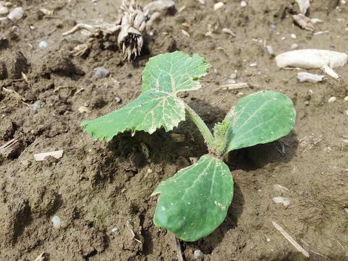 Ölkurbis mit erstem Laubblatt.jpg © LK NÖ