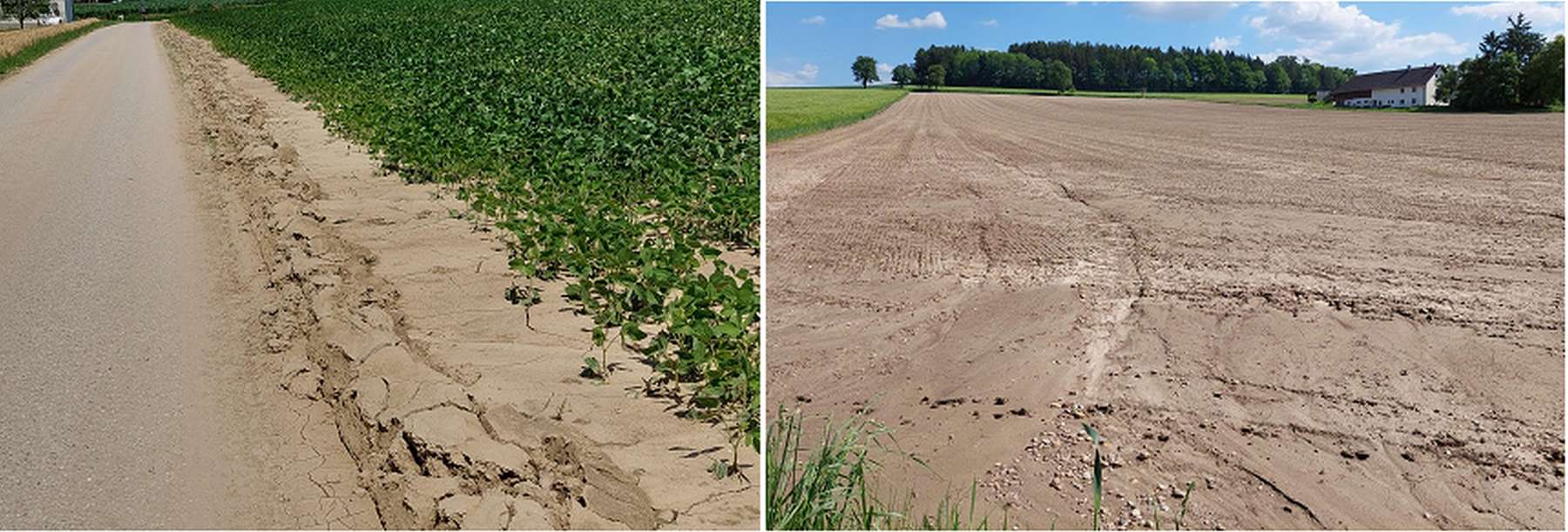 Soja in Hanglage nach Starkregenereignis.jpg © BWSB/Wallner