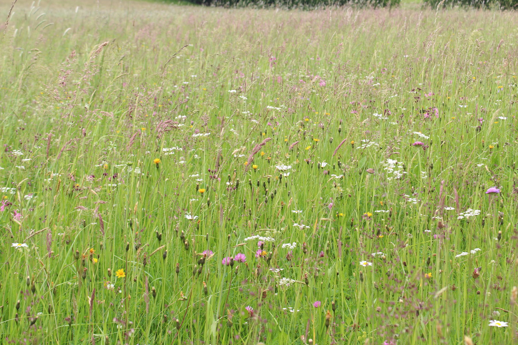Extensive Bewirtschaftung.jpg © LK OÖ/Fritscher