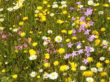Extensive Bewirtschaftung1.jpg © Bienenzentrum OÖ