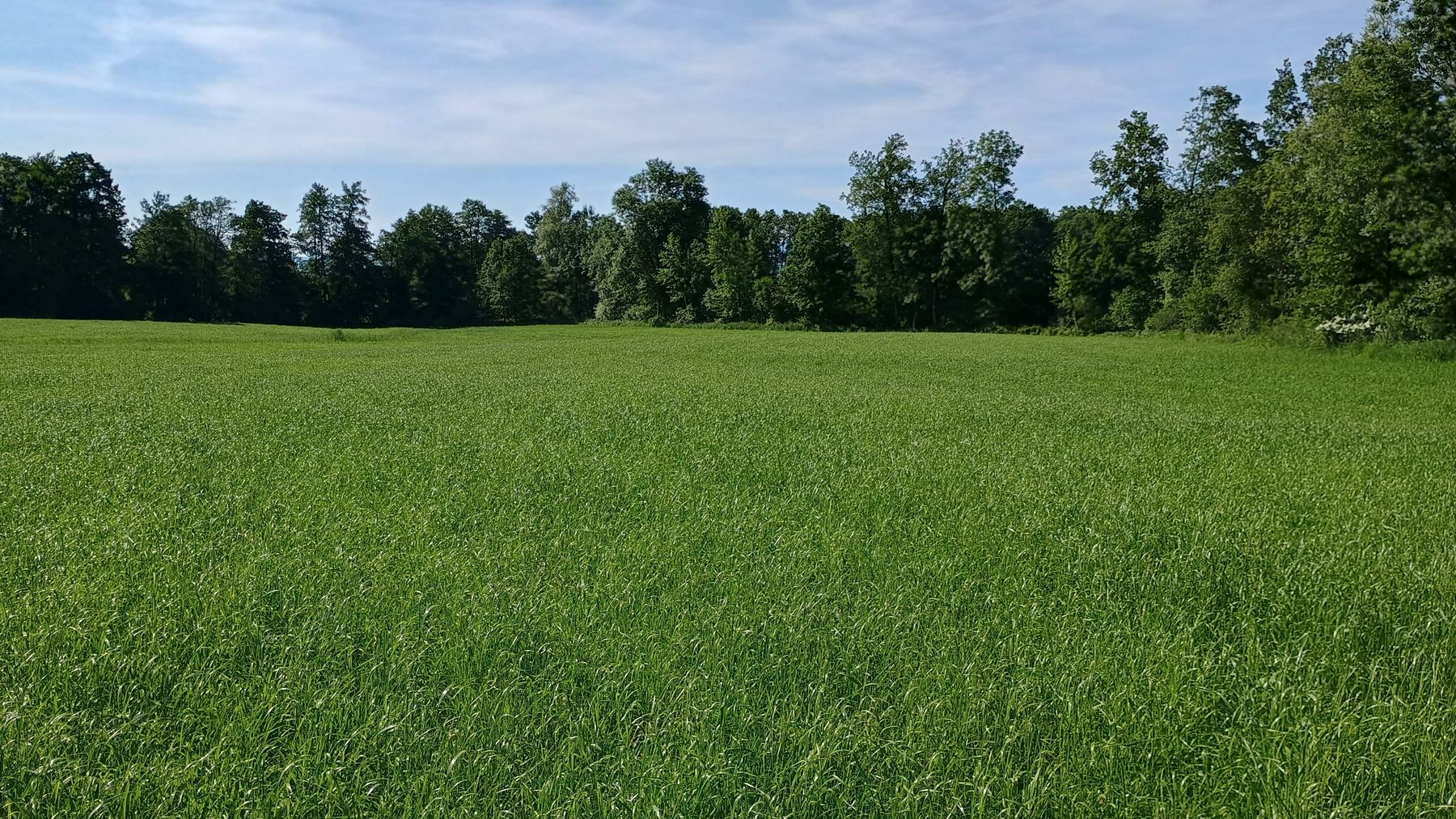 Grünland.jpg © LK OÖ/Fritscher