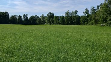 Grünland.jpg © LK OÖ/Fritscher