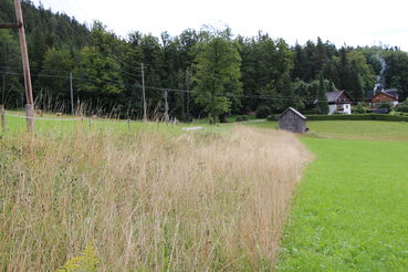 IMG_7453UBB Altgrasstreifen.jpg © LK OÖ/Fritscher