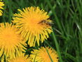 Löwenzahn_Biene © Bienenzentrum OÖ