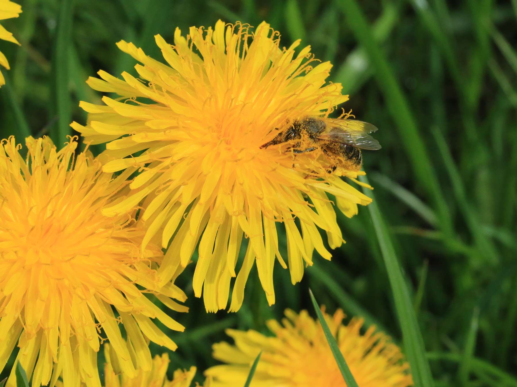 Löwenzahn_Biene.jpg © Bienenzentrum OÖ