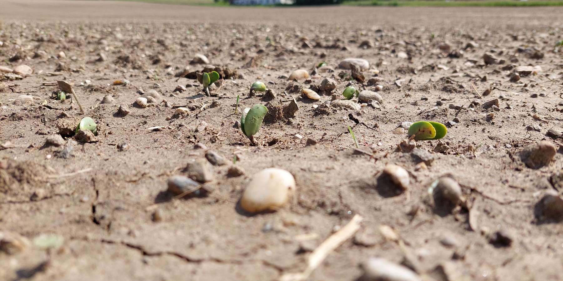 Soja - Jugendentwicklung sehr erosionsanfällig.jpg © BWSB/Wallner