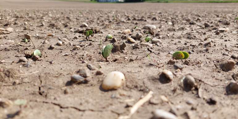 Soja - Jugendentwicklung sehr erosionsanfällig.jpg © BWSB/Wallner