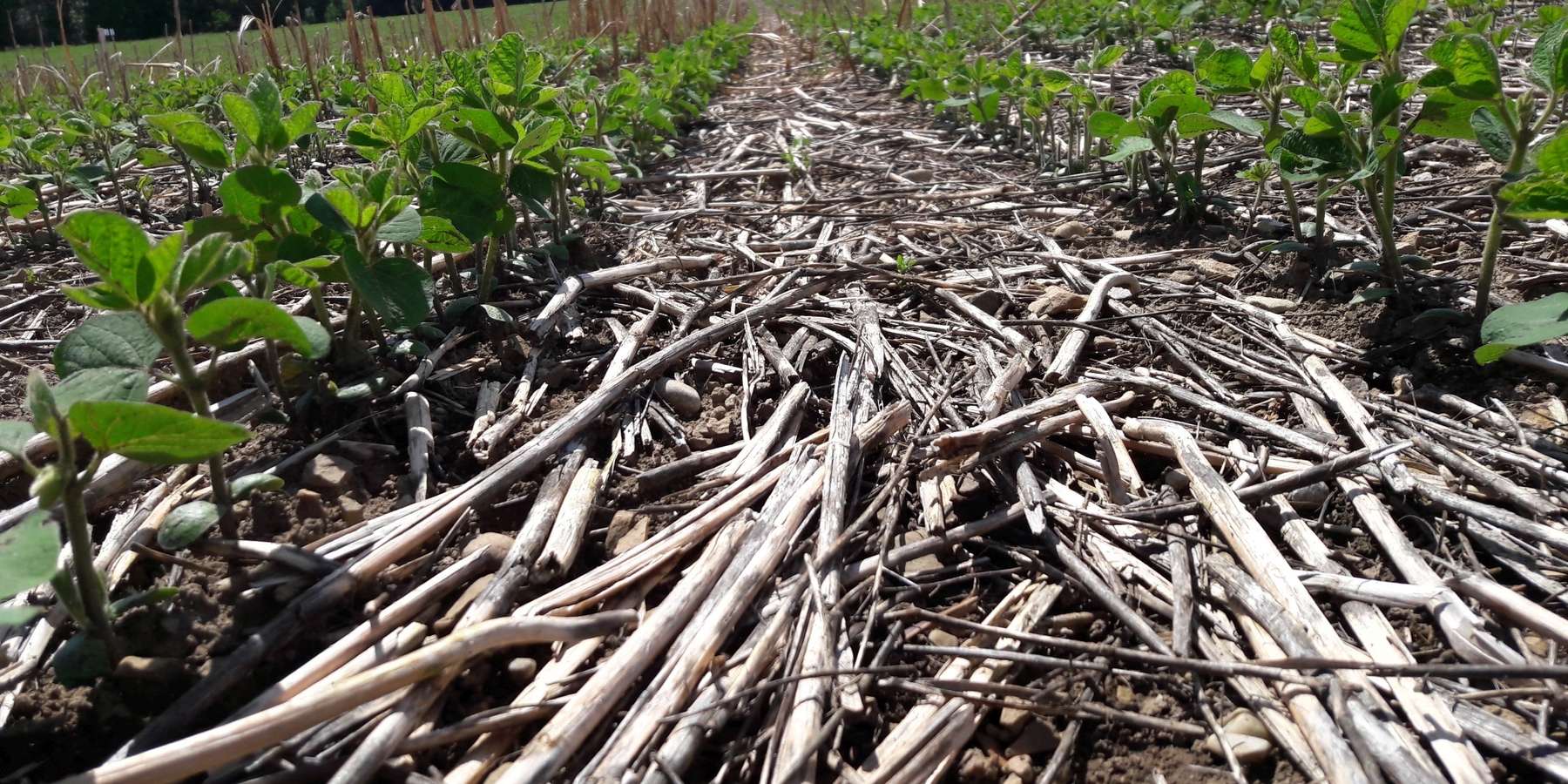 Soja_Direktsaat.jpg © BWSB/Wallner