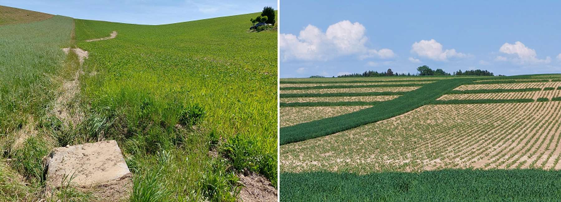 Bevorzugte Abflussschneise im Soja_Begrünte Abflusswege.jpg © BWSB/Wallner