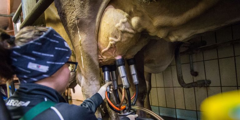 Melken © LK-Alexander Danner