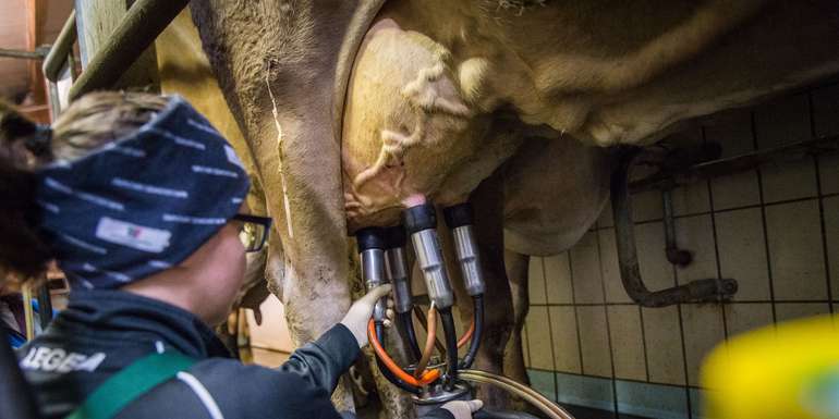 Melken.jpg © LK-Alexander Danner