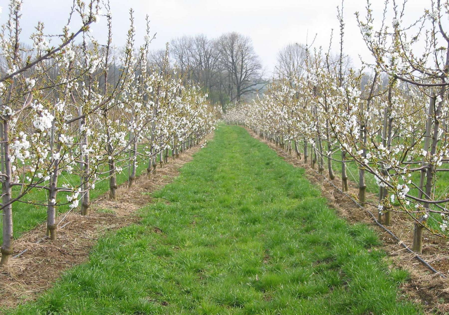 Kirschanlage_by_LKOÖ.jpg © Strebl/LK OÖ