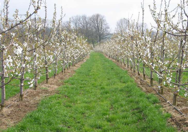 Kirschanlage_by_LKOÖ.jpg © Strebl/LK OÖ