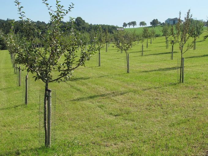 Streuobstwiese mustergültig_byLKOÖ.jpg © Strebl/LK OÖ