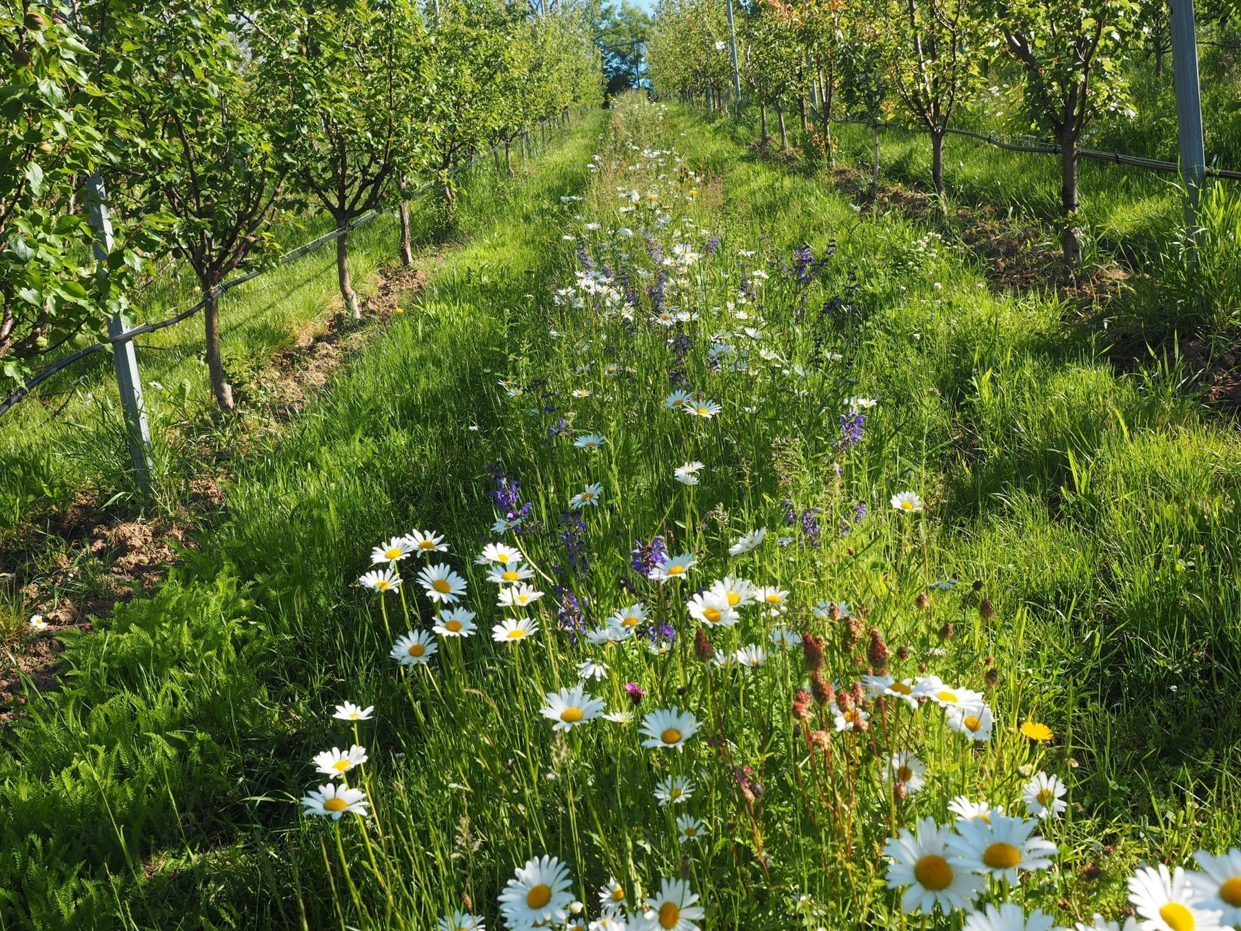 Bluehstreifen in Marille _HBLFA Raumberg-Gumpenstein.jpg © (c) HBLFA Raumberg-Gumpenstein
