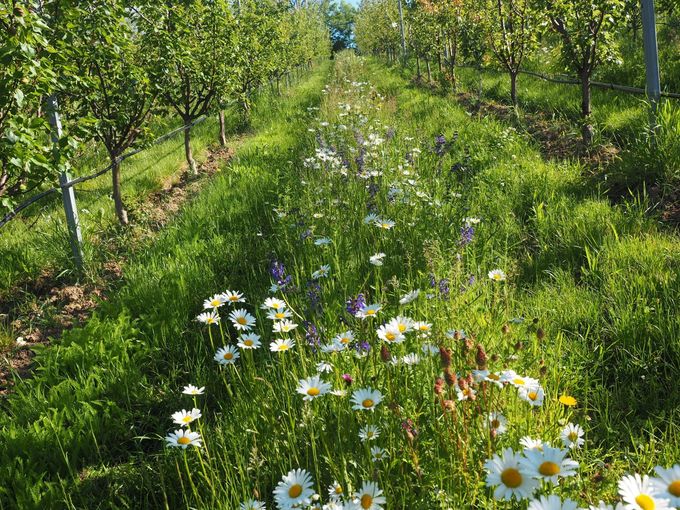 Bluehstreifen in Marille _HBLFA Raumberg-Gumpenstein.jpg © (c) HBLFA Raumberg-Gumpenstein