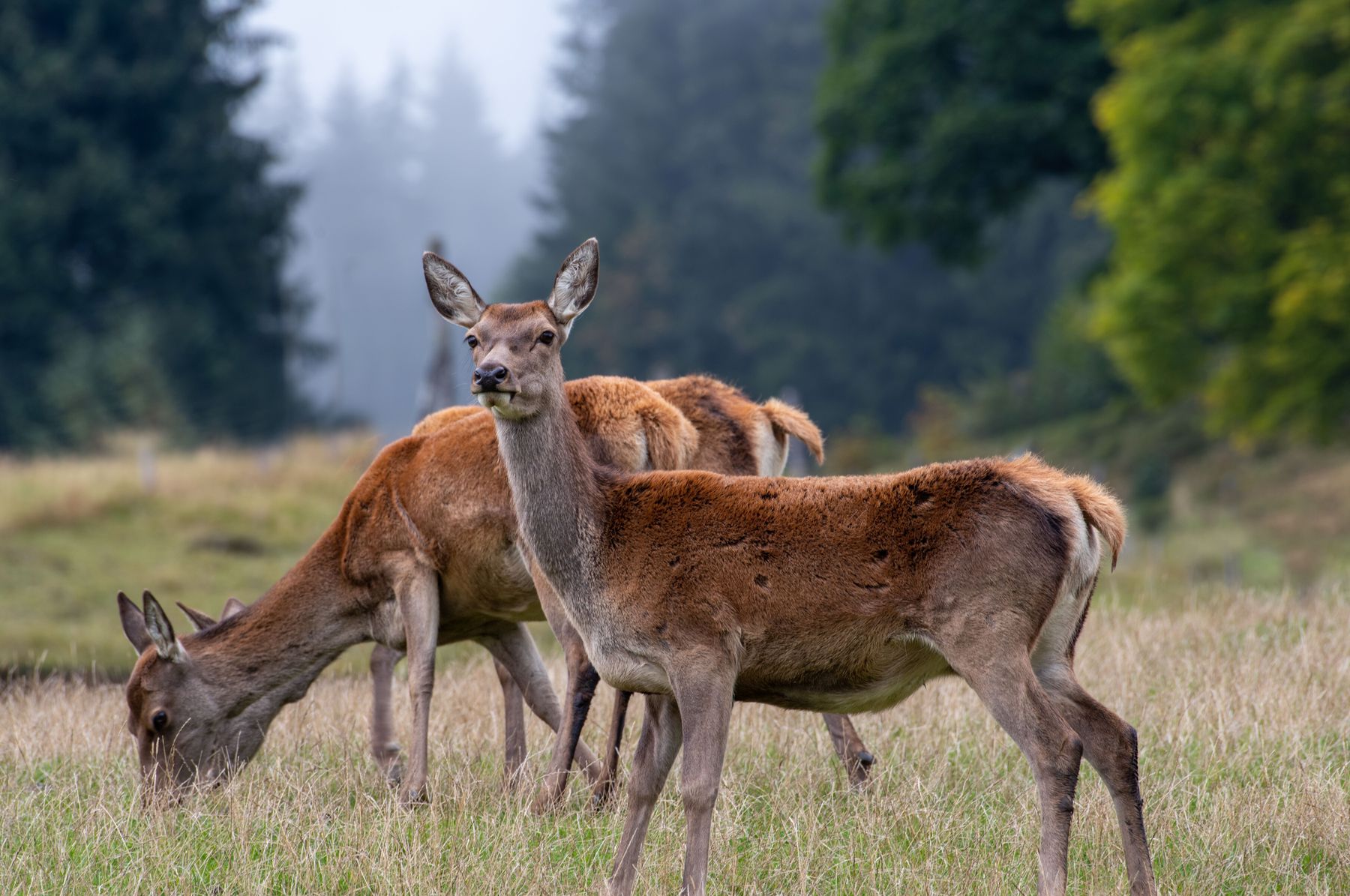 Rotwild_AdobeStock_560553704.jpg © stock.adobe.com