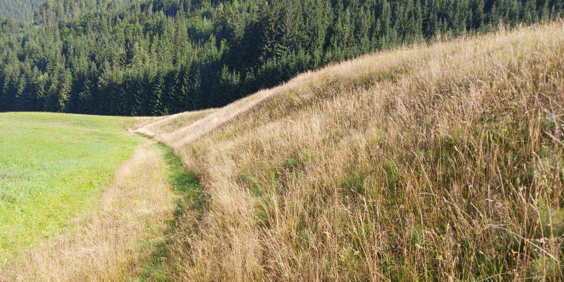 DIVSZ, einmähdig.jpg © LK OÖ/Mandl