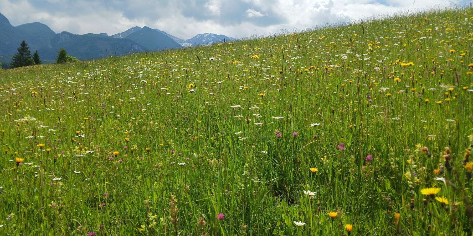 blühende Grünlandfläche.jpg © LK OÖ/Mandl