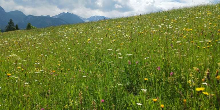 blühende Grünlandfläche.jpg © LK OÖ/Mandl