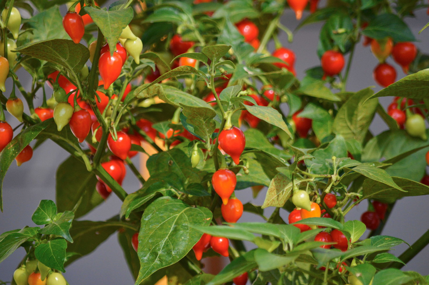 Foto Siaßa Spitzbua.jpg © Die OÖ Gärtner