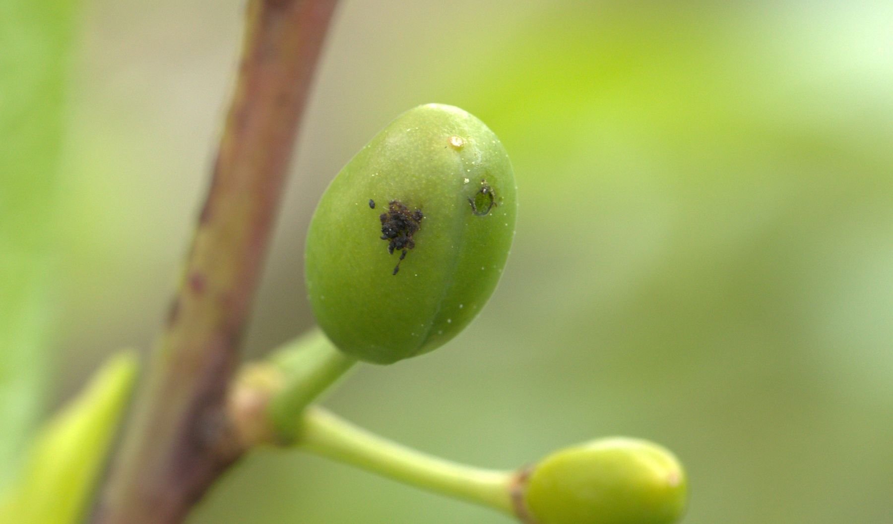 Pflaumensägewespe, befallene Frucht.jpg © LK Steiermark