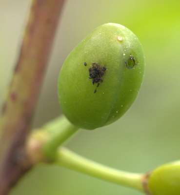 Pflaumensägewespe, befallene Frucht.jpg © LK Steiermark
