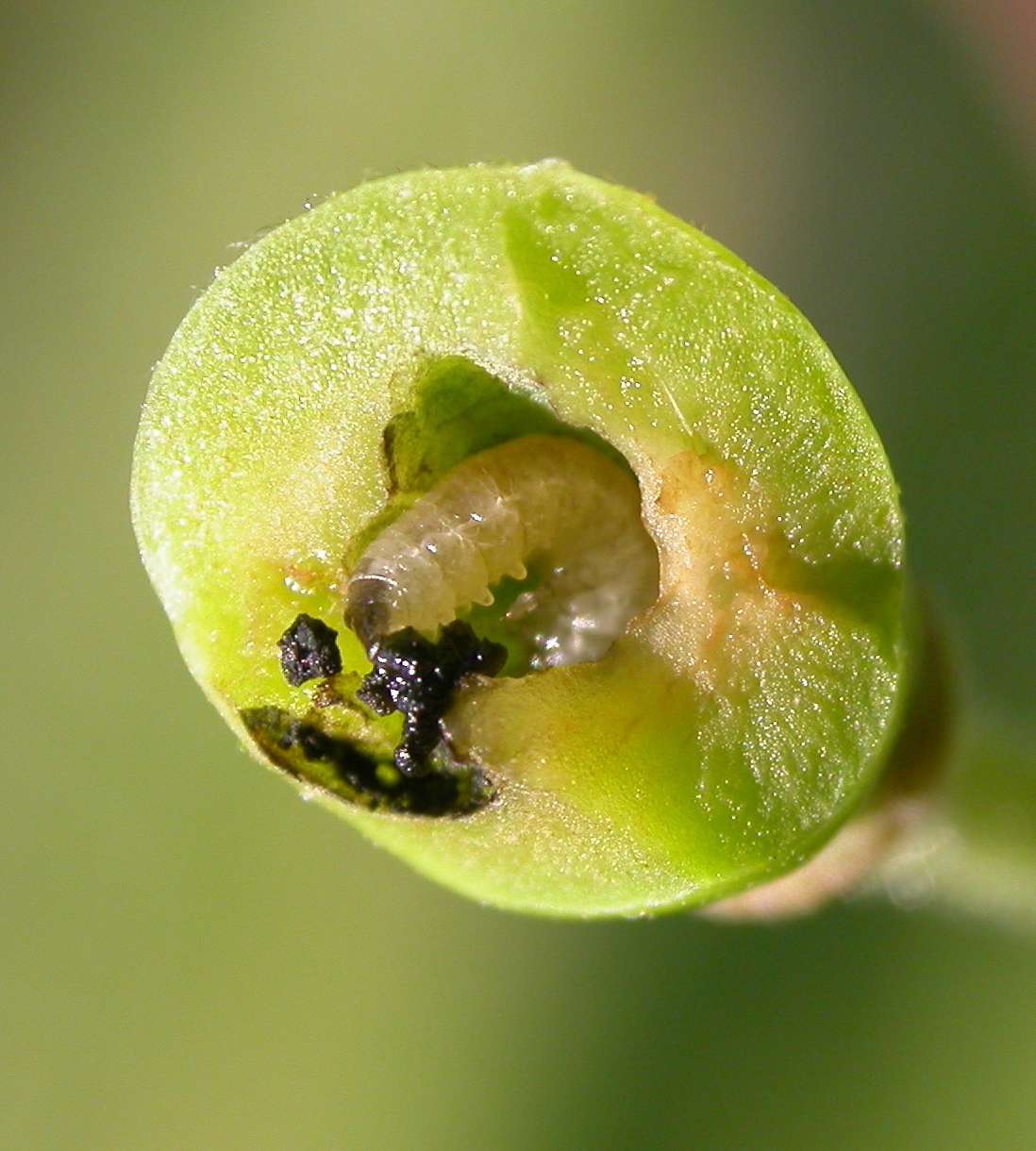 Pflaumensägewespelarve.jpg © LK Steiermark